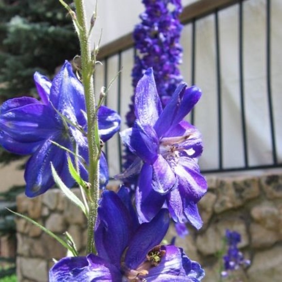 Meet your Posher, Tracy - Picture 1 of 1